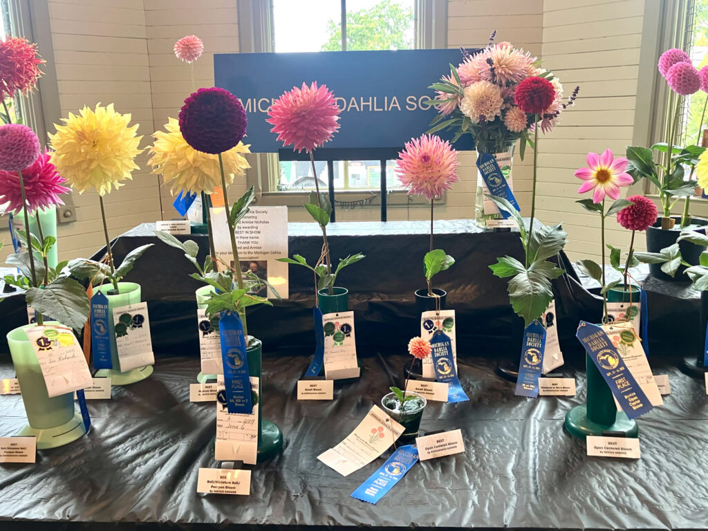 dahlias