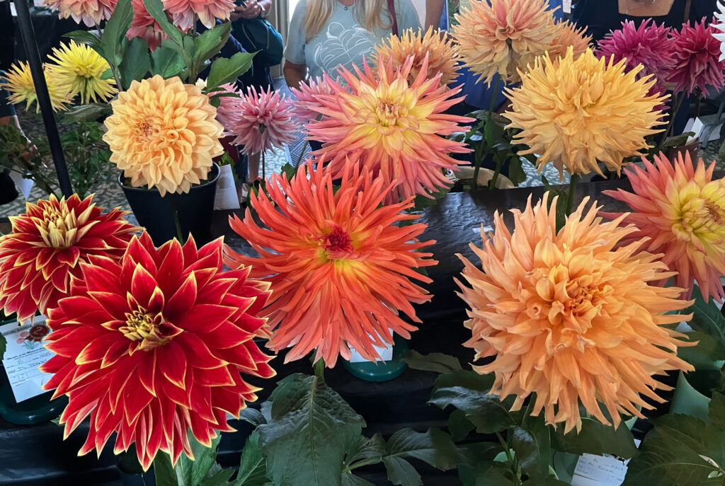 dahlias
