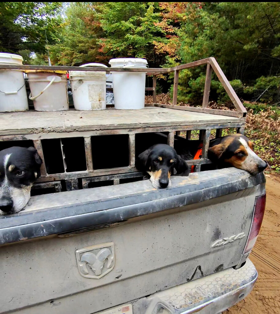 bear hunting