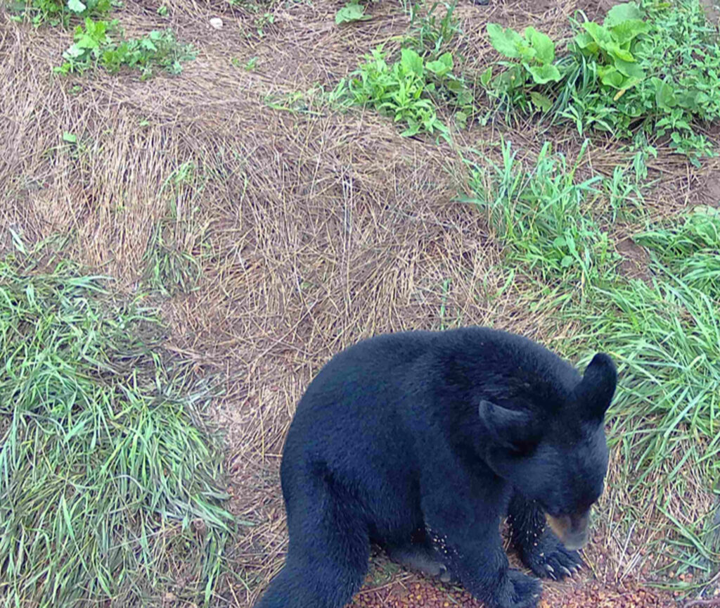 bear hunting