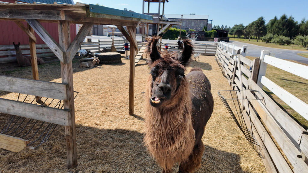 alpaca at farm