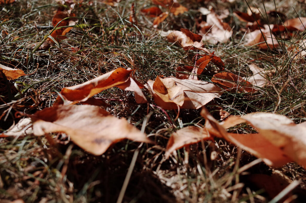 trees and leaves in indian summer