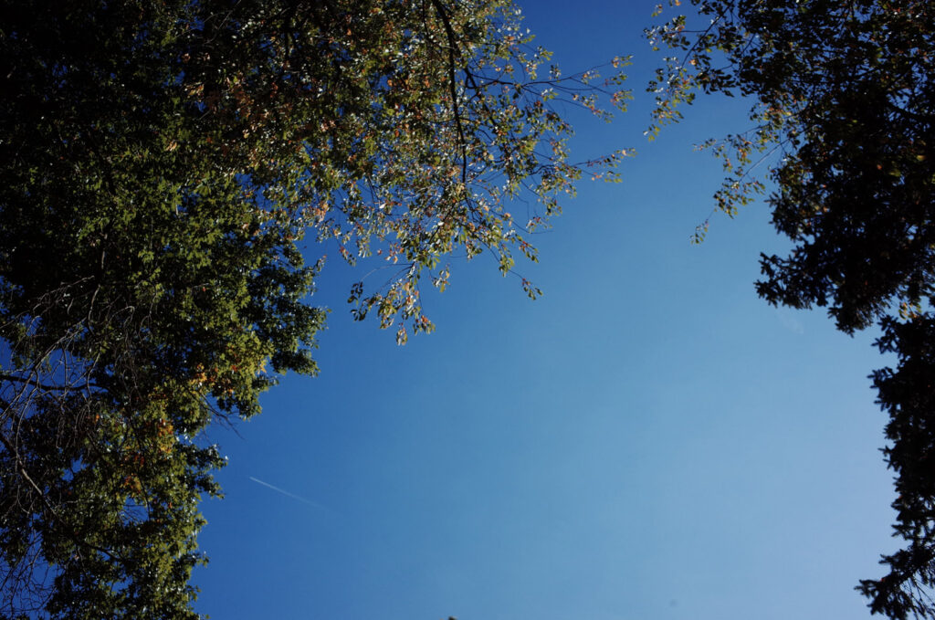 trees and leaves in indian summer