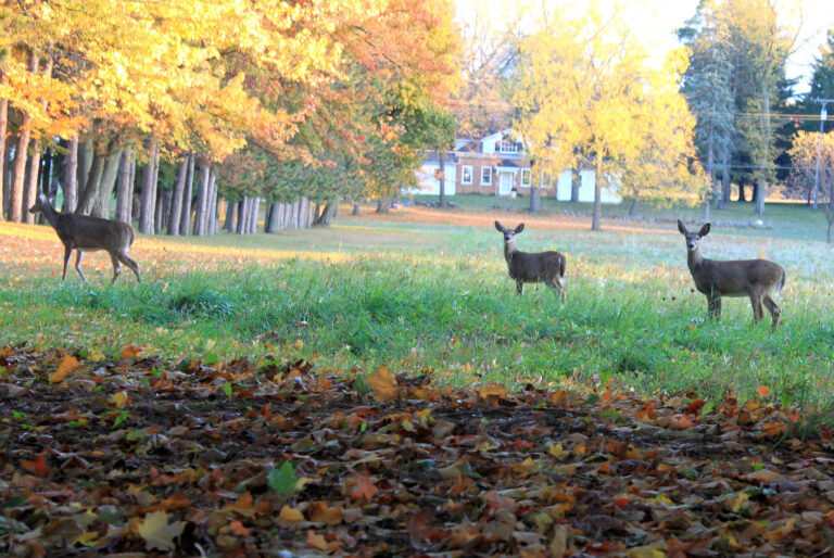 deer