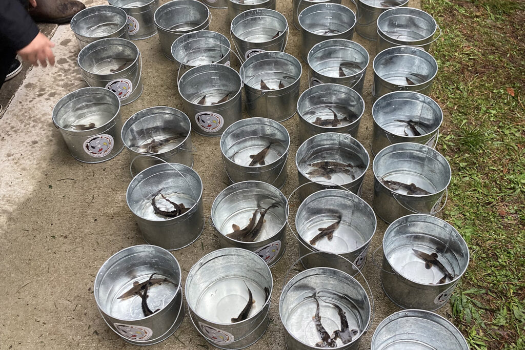 sturgeon release