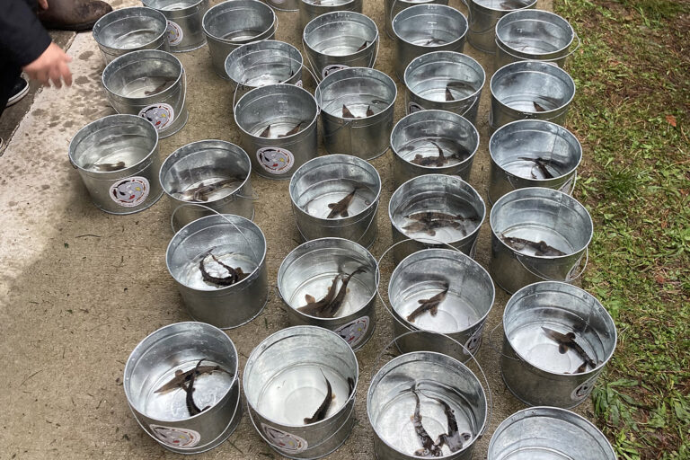 sturgeon release