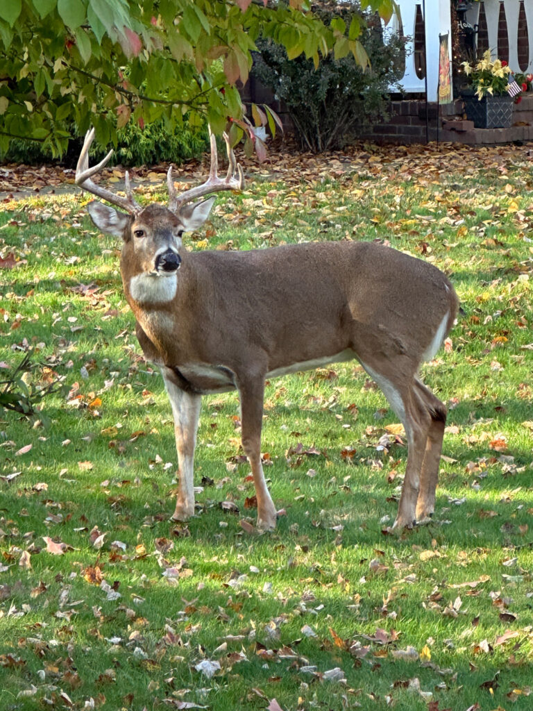 deer