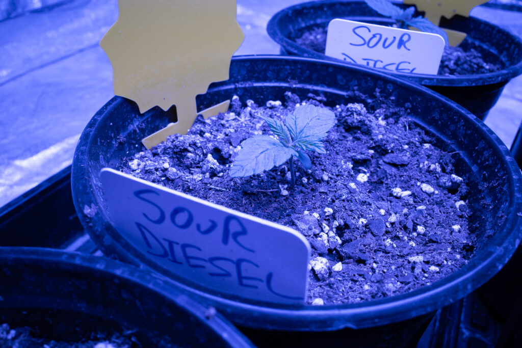 cannabis growing