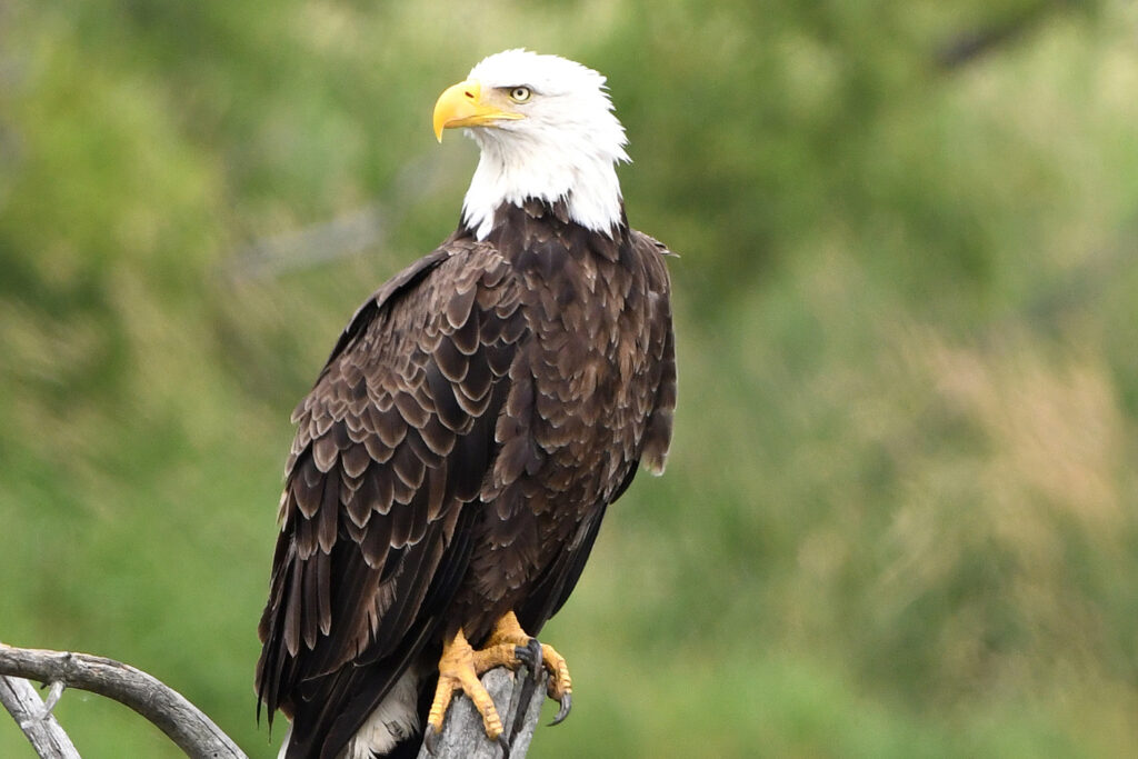 bald eagle