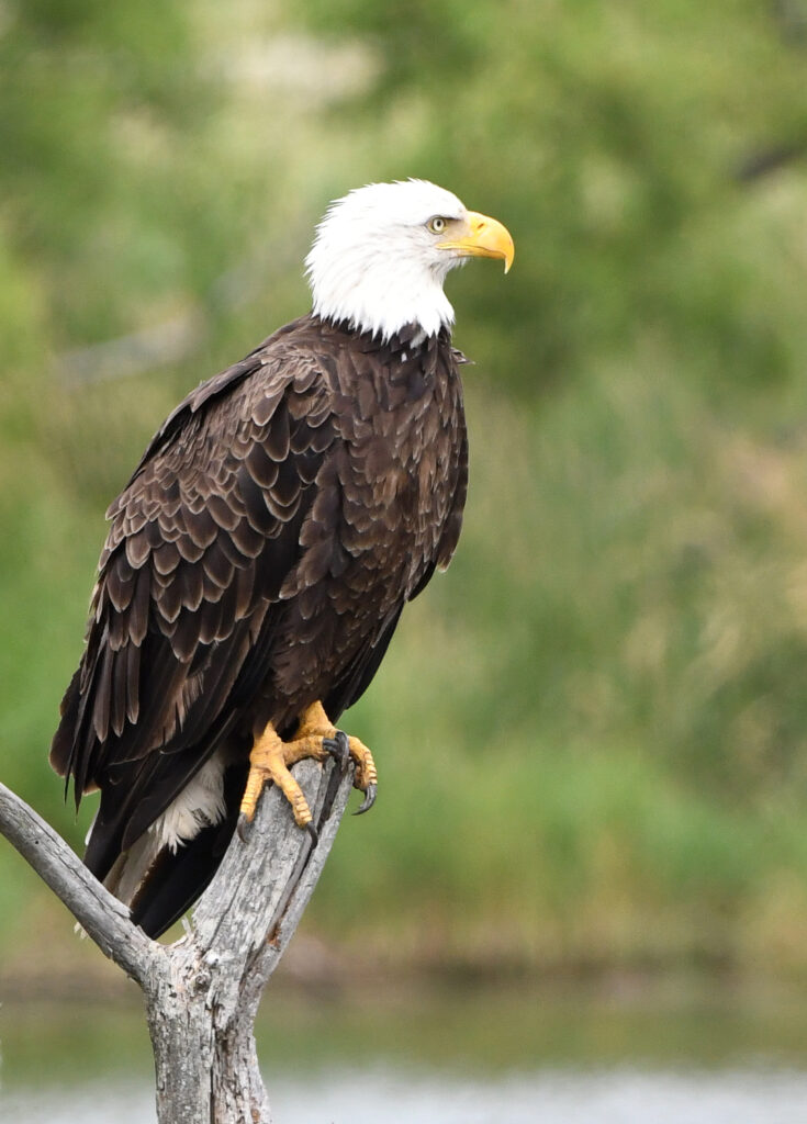 bald eagle