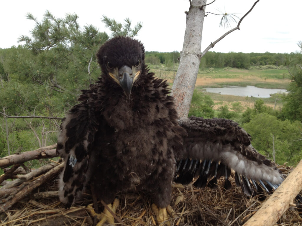 bald eagle