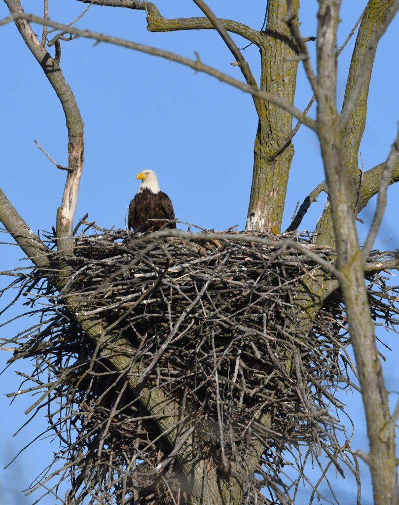 bald eagle