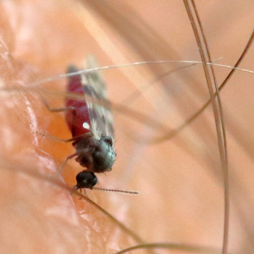 midge