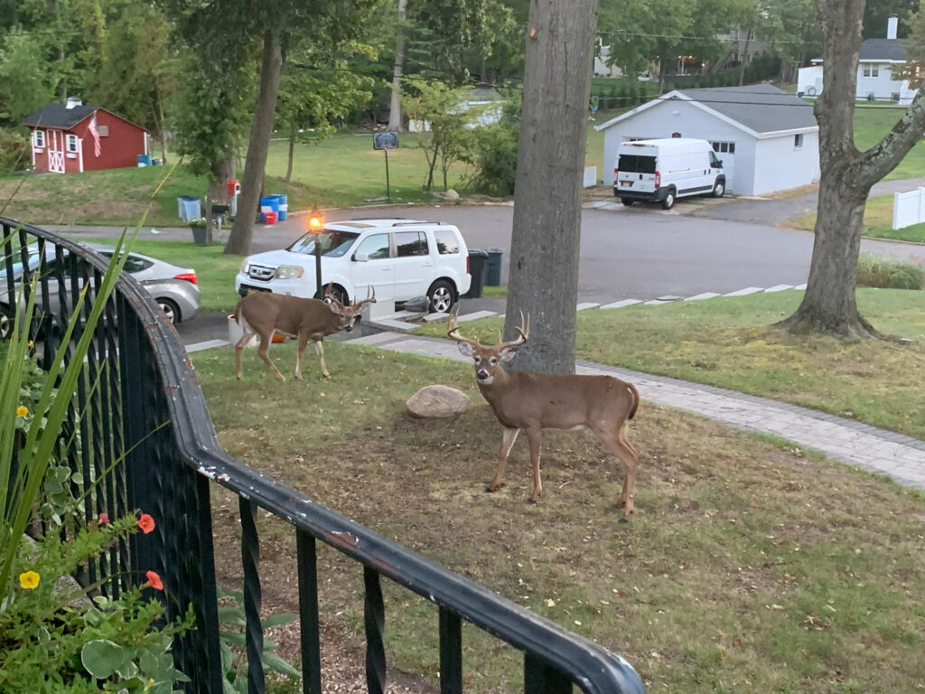 deer