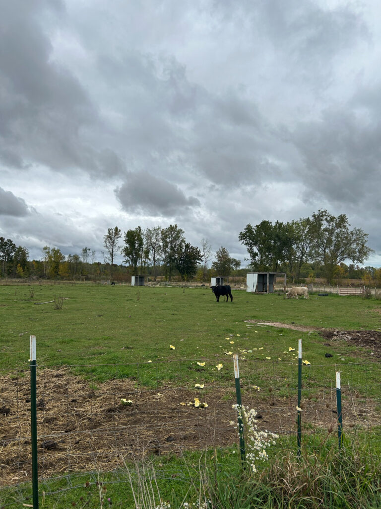 pinni mini farm