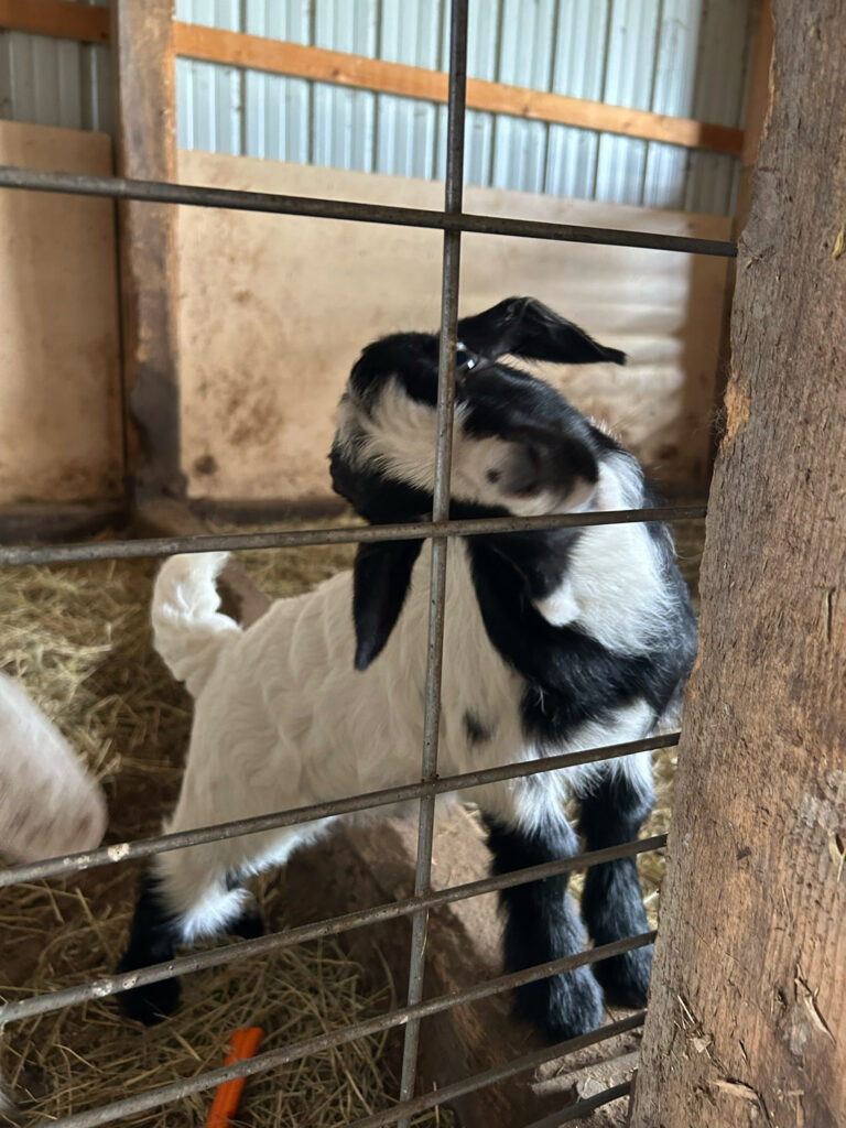 pinni mini farm