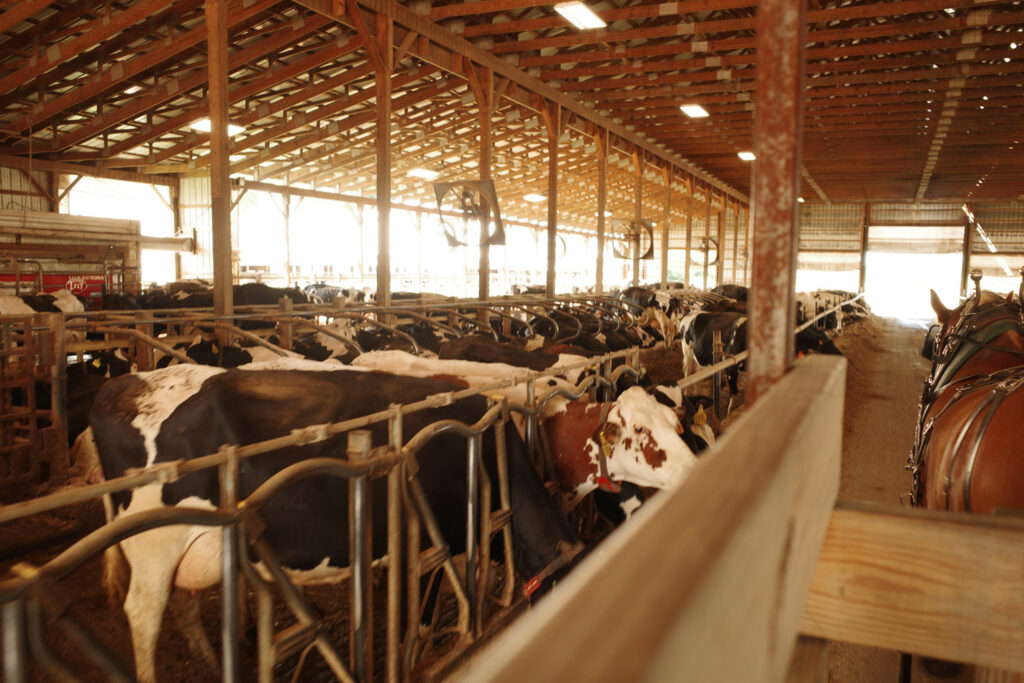country dairy