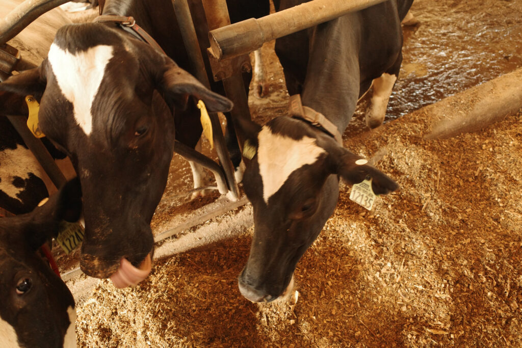 country dairy