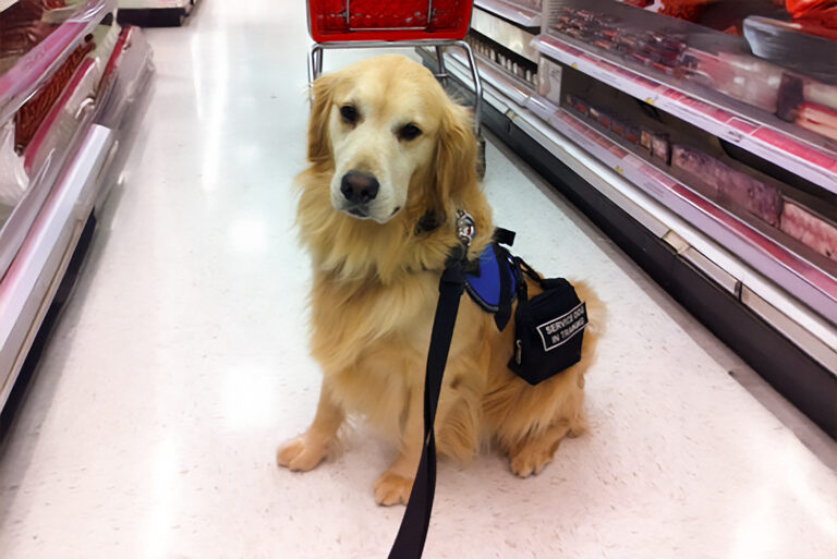 service dog