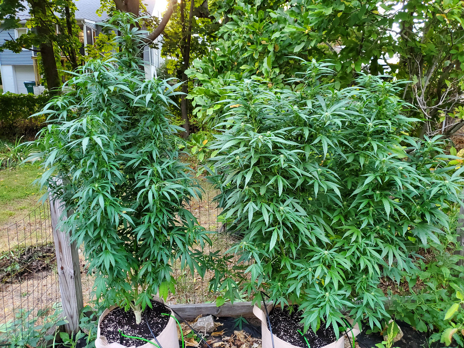 homegrown weed