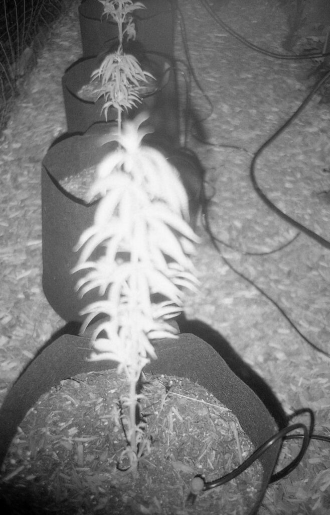 cannabis growing