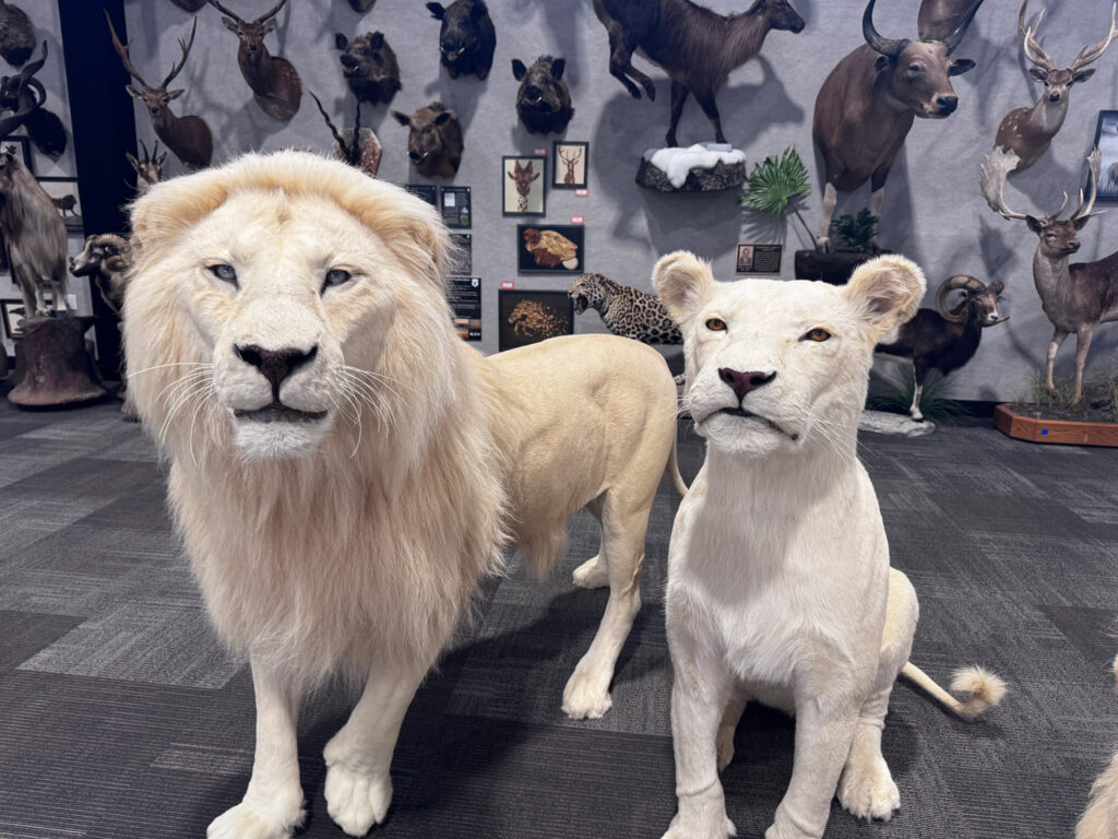 wildlife center taxidermy animals