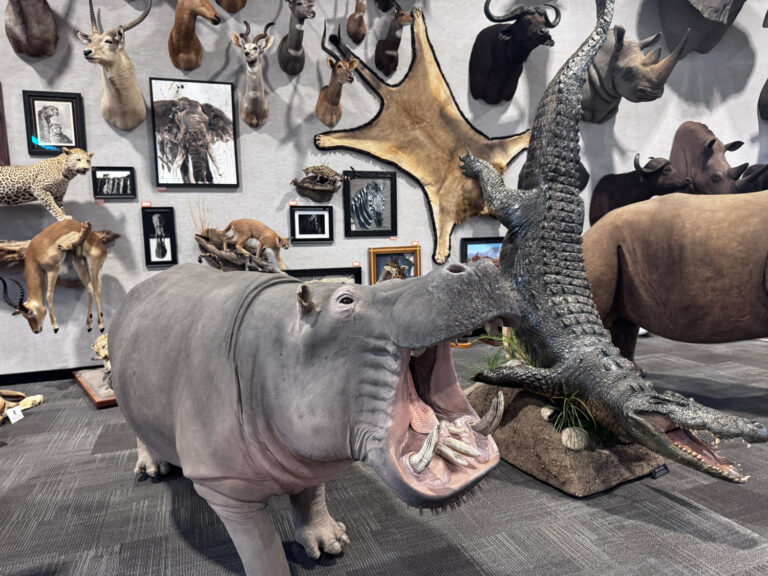 wildlife center taxidermy animals