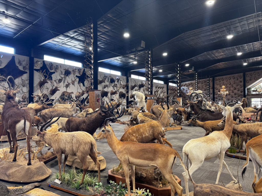 wildlife center taxidermy animals