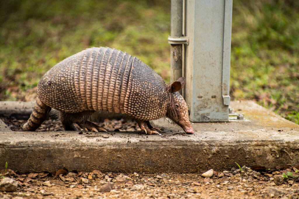 armadillo